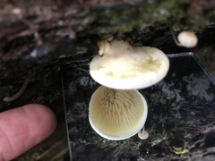 Pseudomerulius