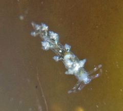 Eubranchus rustyus