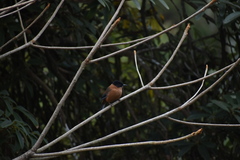 Heterophasia capistrata