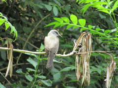 Tyrannus melancholicus