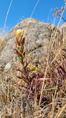 Castilleja affinis neglecta