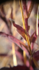 Castilleja affinis neglecta