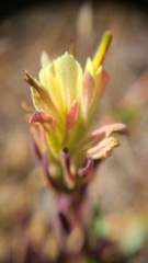 Castilleja affinis neglecta