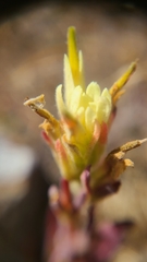 Castilleja affinis neglecta