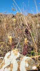 Castilleja affinis neglecta