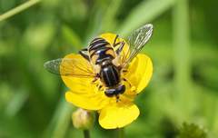 Mesembrius peregrinus