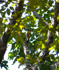 Chrysocolaptes festivus