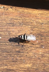 Anthomyia pluvialis