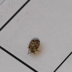 Anthrenus picturatus