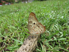 Anartia jatrophae
