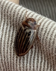 Agabus disintegratus