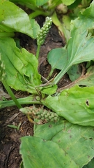 Acrida cinerea