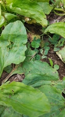 Acrida cinerea