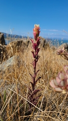 Castilleja affinis neglecta