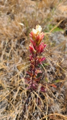 Castilleja affinis neglecta