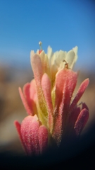 Castilleja affinis neglecta