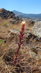 Castilleja affinis neglecta