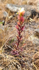 Castilleja affinis neglecta