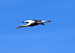 Ciconia ciconia