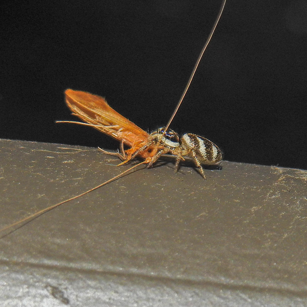 Longhorned Caddisflies from River Terrace Apartments, Eugene, OR 97401