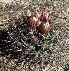 Coryphantha poselgeriana