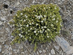 Veronica buchananii