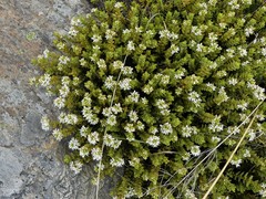 Veronica buchananii