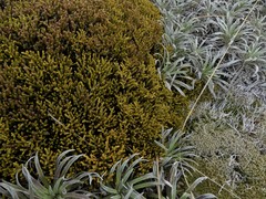 Veronica poppelwellii