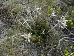 Aciphylla hectori