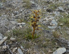 Aciphylla hectori