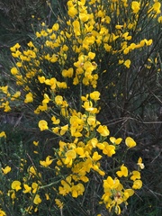 Genista balansae