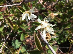 Amelanchier pallida
