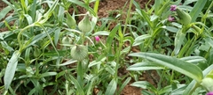 Silene conoidea