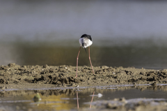 Himantopus himantopus