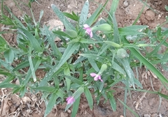 Silene conoidea