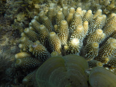 Acropora humilis