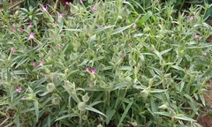 Silene conoidea