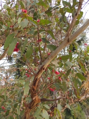 Eucalyptus leucoxylon megalocarpa