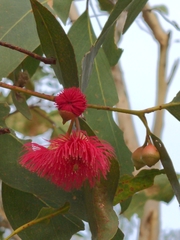 Eucalyptus leucoxylon megalocarpa