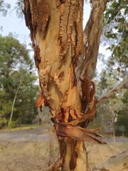 Eucalyptus leucoxylon megalocarpa