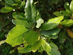 Laurus azorica