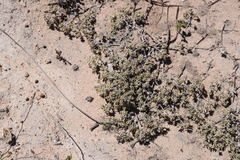 Helichrysum litorale