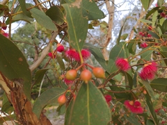 Eucalyptus leucoxylon megalocarpa