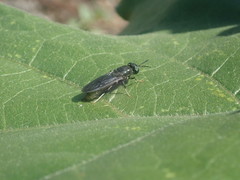 Hermetia illucens