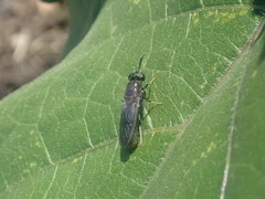 Hermetia illucens