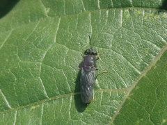 Hermetia illucens