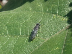 Hermetia illucens