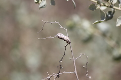 Asphondylia atriplicis