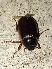Phyllophaga anxia