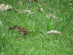Zonotrichia capensis